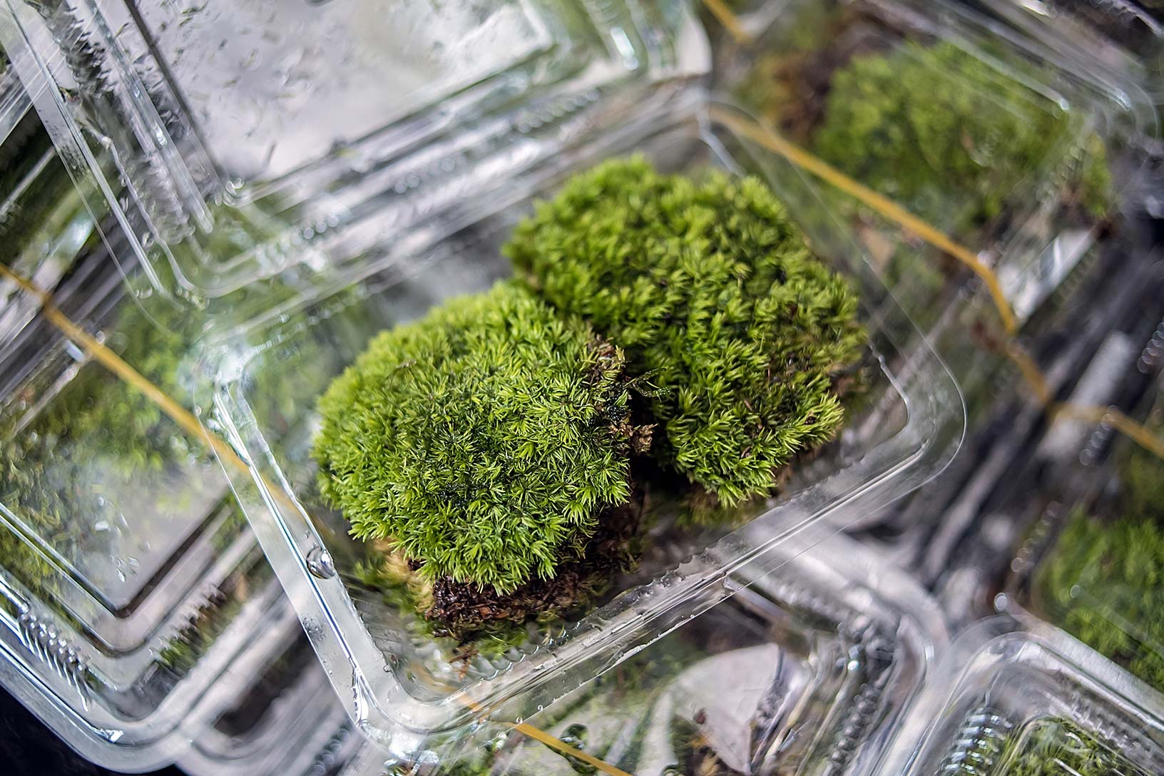 raccolta differenziata a Floridia